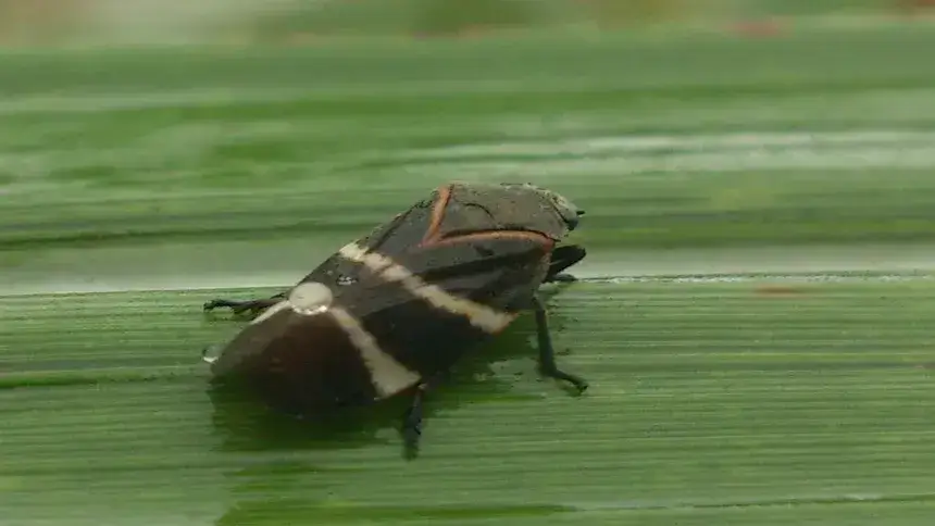 Metarsil para el manejo natural de insectos en cultivos